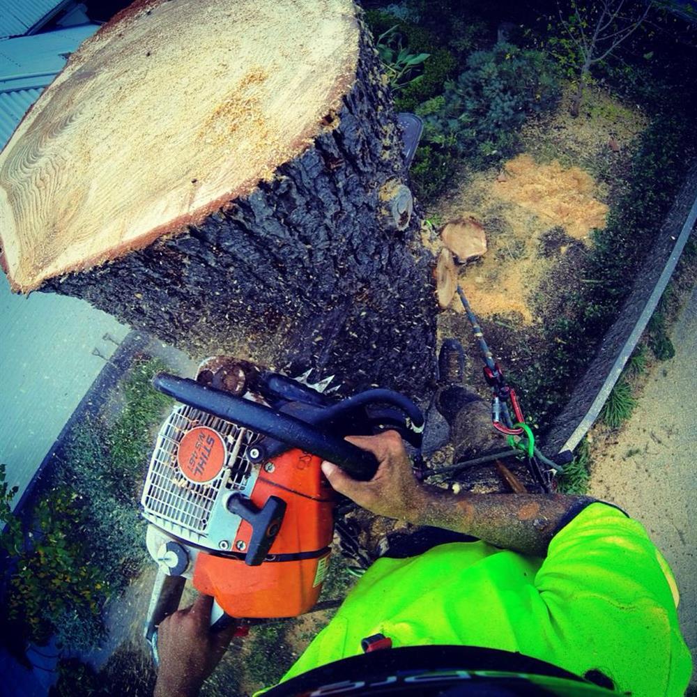 Tree Removal Adelaide