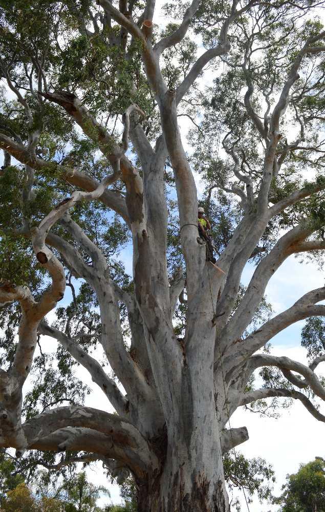 Stump Removal Adelaide